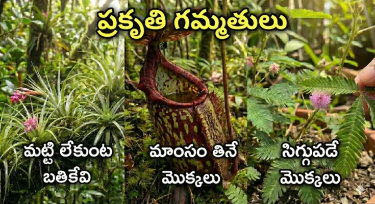 World of weird plants