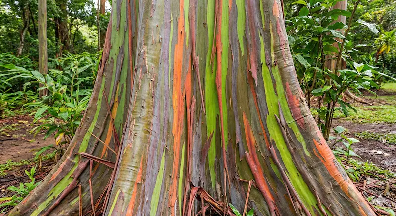 Rainbow Eucalyptus tree trunk showing colorful bark