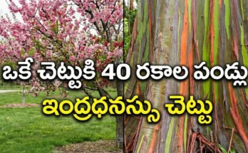 tree of 40 fruit rainbow eucalyptus facts