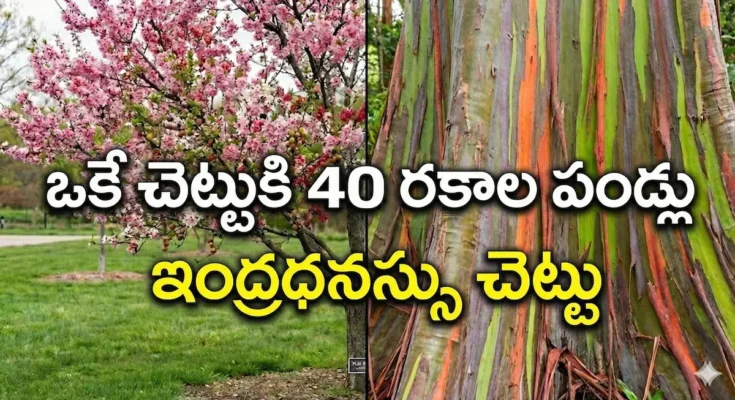 tree of 40 fruit rainbow eucalyptus facts