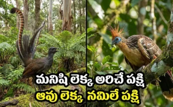 lyrebird mimicry hoatzin cow bird strange facts