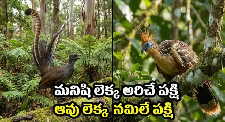 lyrebird mimicry, hoatzin cow bird strange facts