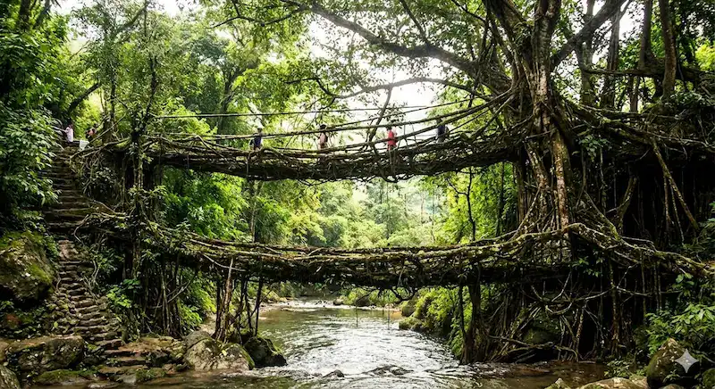 People walking on strong Living Root Bridge Meghalaya