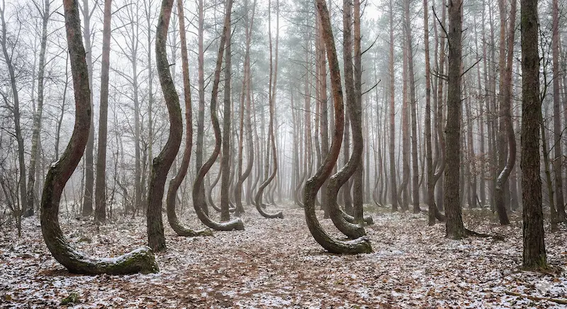Crooked Forest Poland bent pine trees