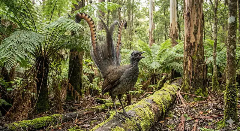 Australian Lyrebird mimicking sounds in the forest