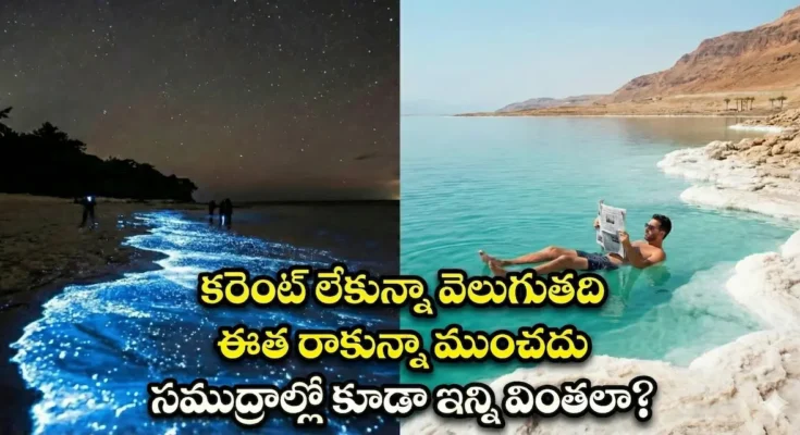 Glowing beach vs floating sea amazing facts