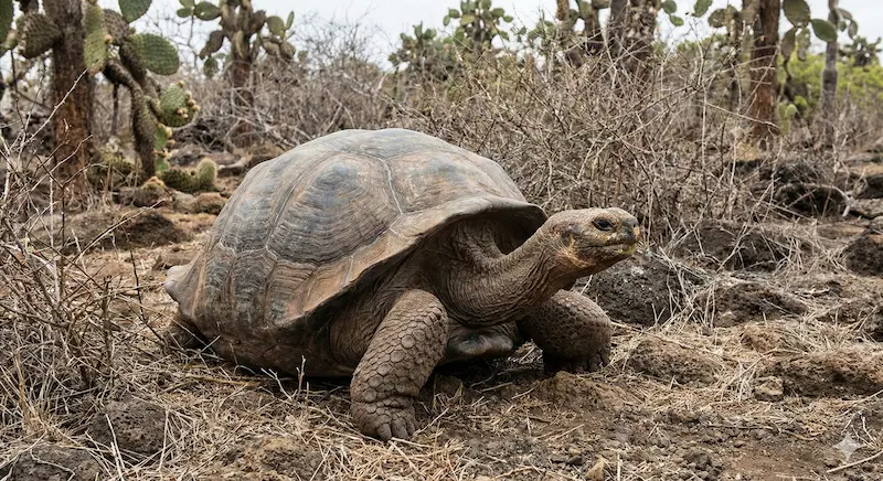 Lonesome George the last Pinta Island tortoise