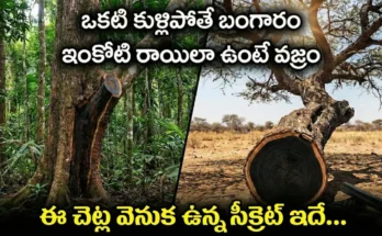 Agarwood, African Blackwood