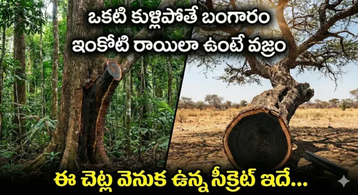 Agarwood, African Blackwood