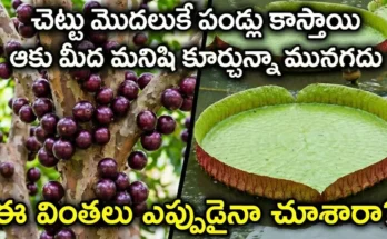 jabuticaba tree giant water lily wonders