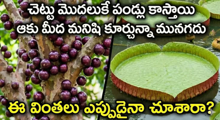 jabuticaba tree giant water lily wonders