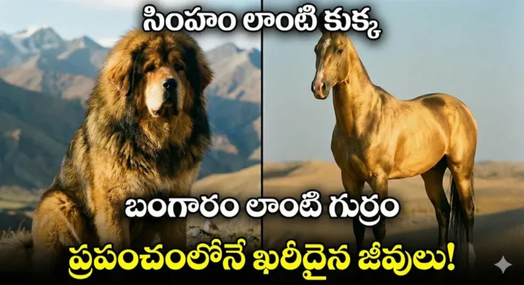 tibetan mastiff, akhal teke