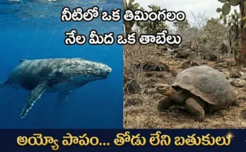 52 Hertz Whale, lonesome george