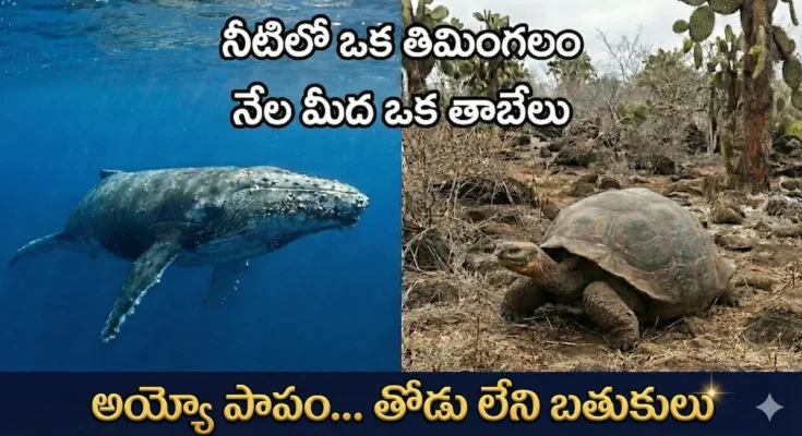 52 Hertz Whale, lonesome george