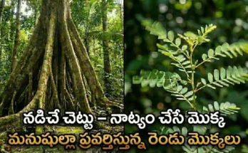 walking palm tree, dancing plant