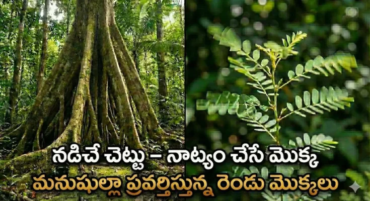 walking palm tree, dancing plant