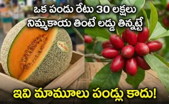 yubari king melon, miracle fruit